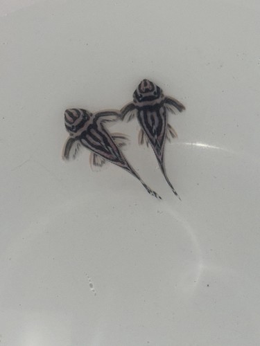 Pleco l046 zebra live - l046,