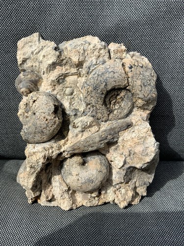 Rare triassic ammonite - rare,