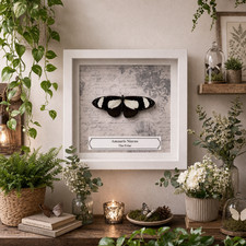 The Friar, (Amauris Niavus)