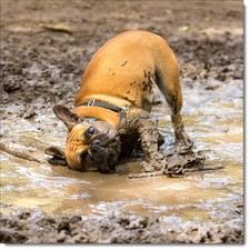 Doodlecards Dog Birthday Card French Bulldog