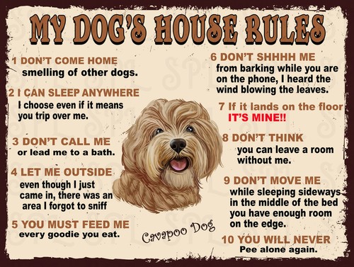 Dog house rules cavapoo - my, dog's