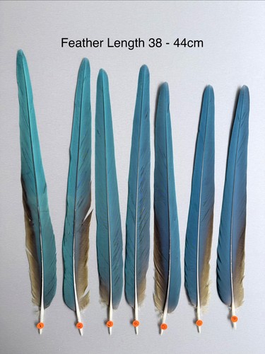 Parrot macaw feather crafts - feather,
