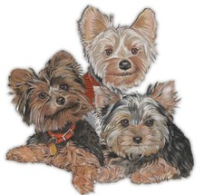 Yorkshire Terrier Yorkie