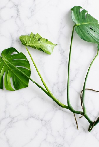 Monstera cutting large - cutting,