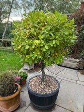 Large potted Twisted Stem Bay Tree