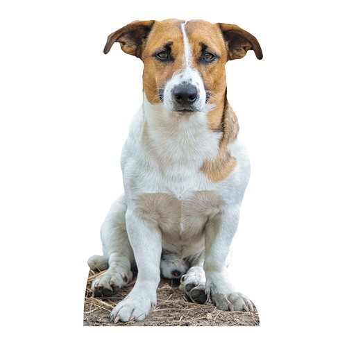 Jack russell terrier - royal, dog