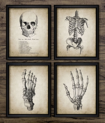 Human anatomy print set - human,