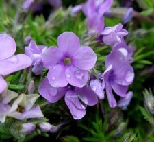 Phlox Douglasii mixed colours-