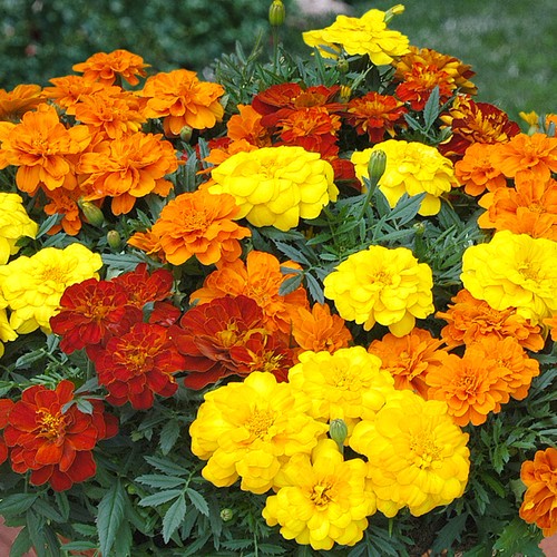 Marigold french durango mixed - french,