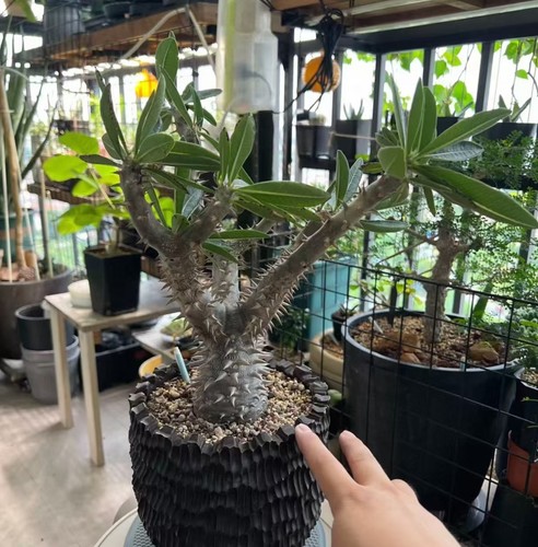 Pachypodium brevicaule - , x