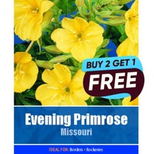 Evening Primrose Missouri Seeds - 275 Seeds Garden Plant Pots Tubs Baskets