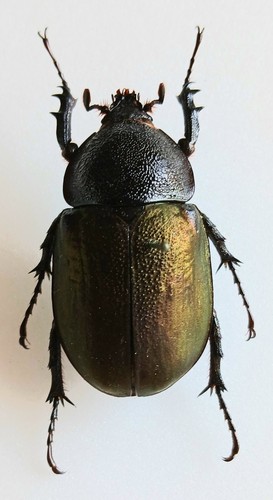 Chalcosoma atlas female green - female,