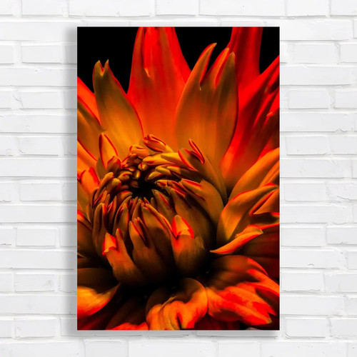 Colourful daisy flower - colourful,