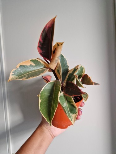 Ficus elastica belize rubber - ficus,