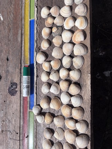 Prickly cockle shells for - prickly,