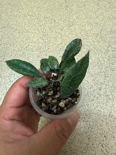 Hoya lacunosa royal flush - lacunosa, flush'