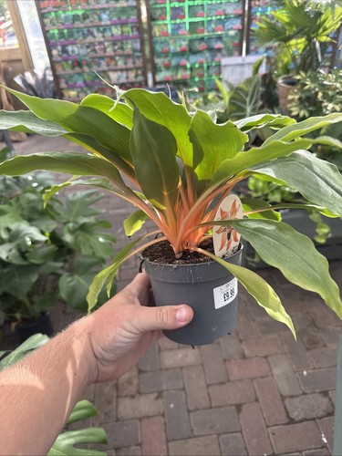 Spider plant fire flash pot - spider,