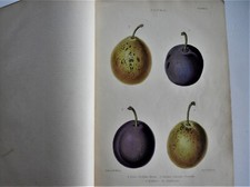 The Gardener's Assistant