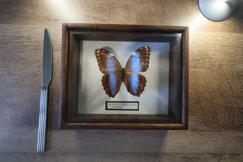 Butterfly taxidermy frame - butterfly,