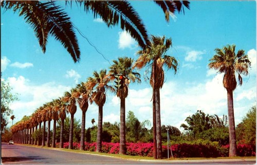 Mcallen postcard palm trees - postcard,