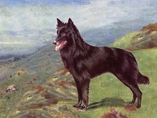 BELGIAN SHEPHERD DOG ON