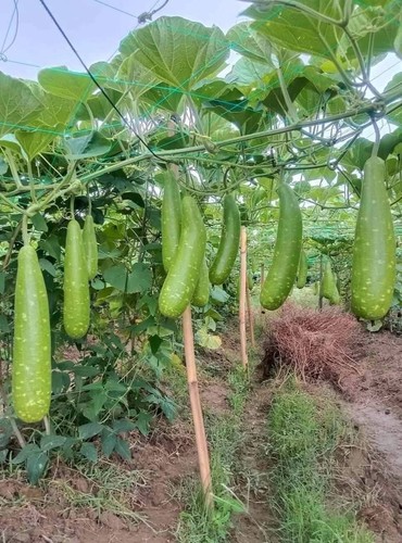 Best quality bottle - bottle, gourd