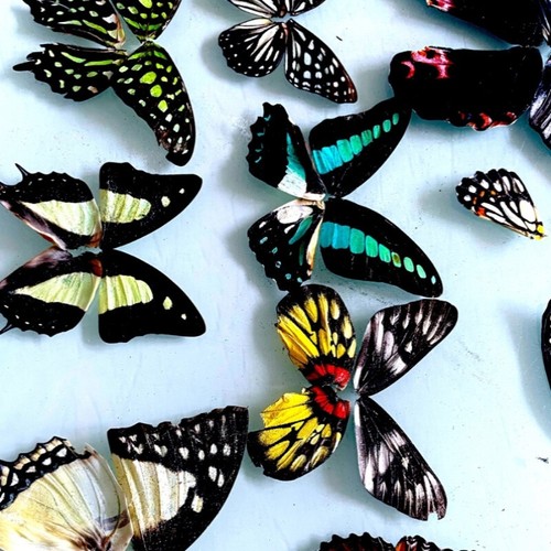 50or100x specimens real - 50or100x,