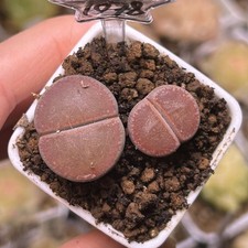 Exact Plant，2pcs Lithops