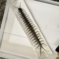 Scolopendra Morsitans