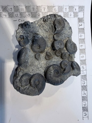 Fossil ammonites - fossil,