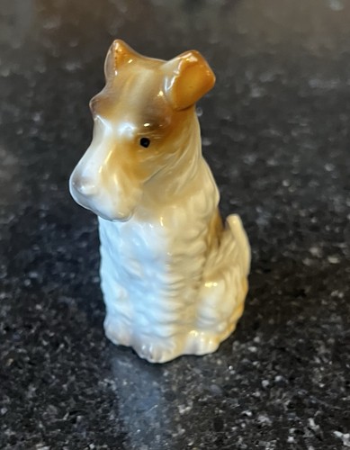 Sweet wire fox terrier - sweet,