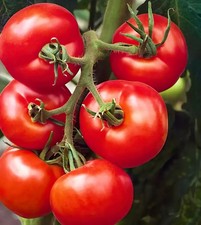 Tomato Ailsa Craig PRE ORDER x