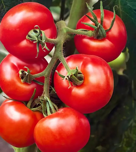 Tomato ailsa craig plug - tomato, x