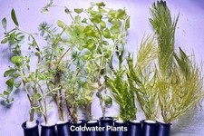 10 LIVE AQUARIUM AQUATIC