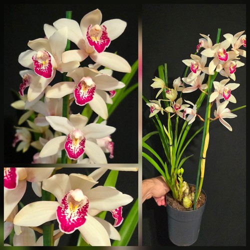 Cymbidium white dotted lip - cymbidium,