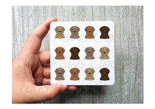 Chesapeake Bay Retriever