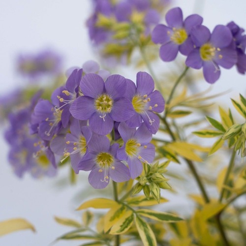 Polemonium jacobs ladder - jacobs,