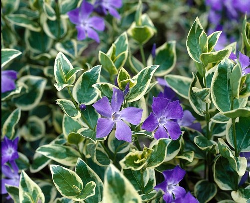 Periwinkle vinca major - periwinkle-vinca,
