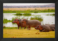 Hippos in Amboseli Framed Wall