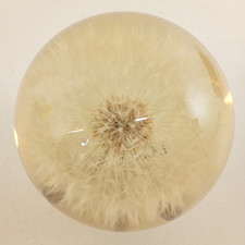 Hafod Grange 6cm Dandelion Resin Paperweight Ornament Botanic Decor