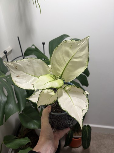 Aglaonema white joy indoor - joy,