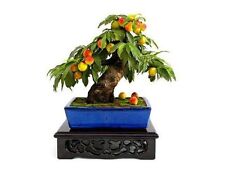 5 MINIATURE CRAB APPLE BONSAI SEEDS, HARDY OUTDOOR BONSAI TREE SEEDS