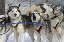 CUTE SIBERIAN HUSKY PUPPIES