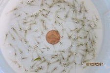 Live freshwater ghost - 50+,