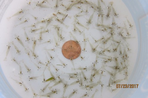 Live freshwater ghost - live,
