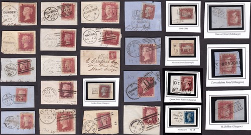 Penny reds scotland - penny,
