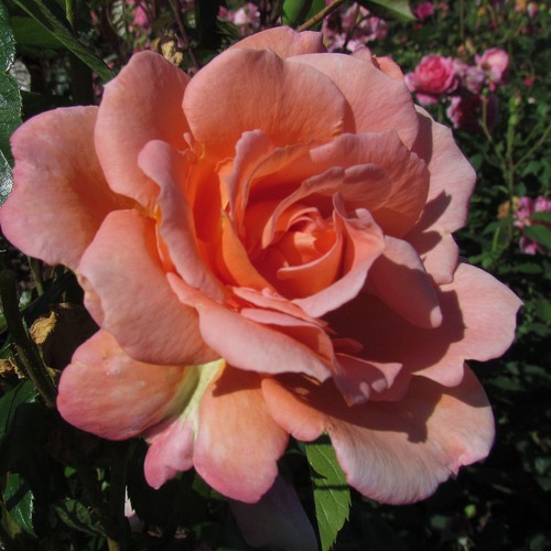 Scent from heaven - from,