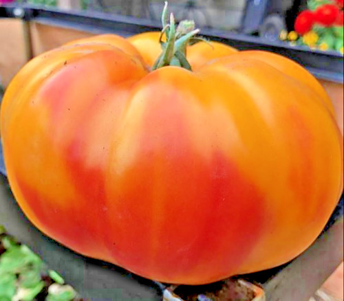 Gold medal heirloom tomato - gold,