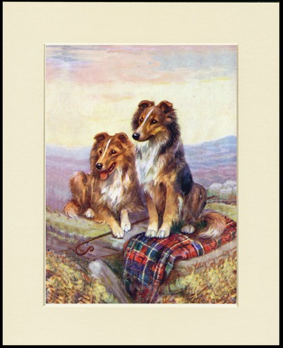 Shetland sheepdog sheltie dog - shetland,