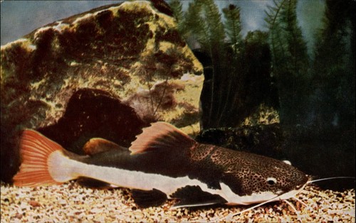 John shedd aquarium redtail - shedd,